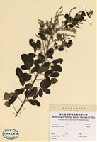 藏品(山胡枝子)的圖片